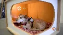 Cat House Modern Nightstand Pet House Cat bed Cat Crate Wood Cat Hoouse Peet House CAT306c.webp